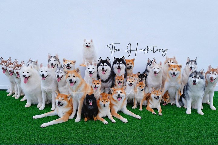 Interaja com amigáveis Huskies Siberianos e outras raças de cães no Huskitory em Malaca, foto 6 | wizardtrip