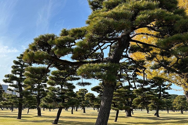 Historische wandeltocht door het Keizerlijk Paleis van Tokio en de ruïnes van Edo Castle, gericht op samurai-geschiedenis, foto 13 | wizardtrip