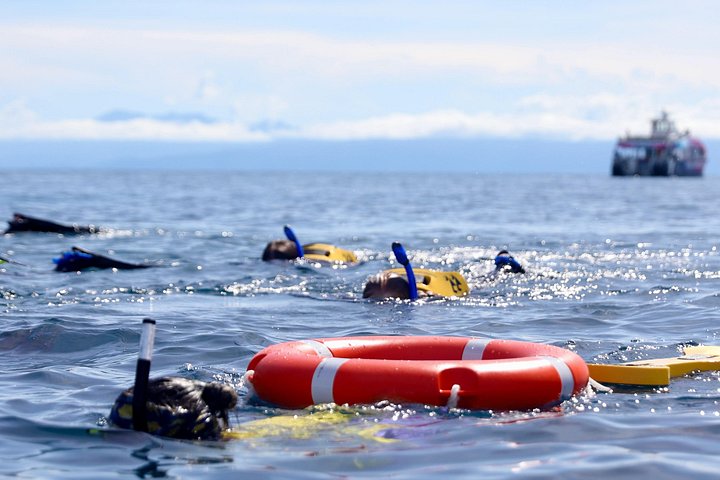 Snorkel het levendige Great Barrier Reef op een snelle boottocht vanuit Cairns met deskundige gidsen, foto 7 | wizardtrip