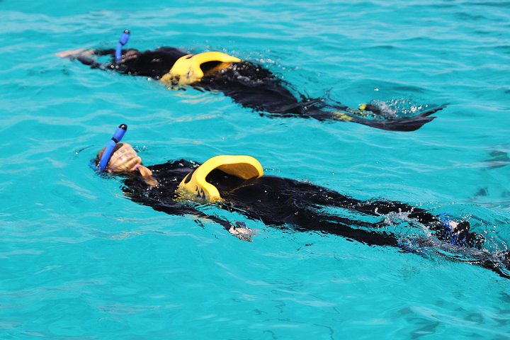 Snorkel het levendige Great Barrier Reef op een snelle boottocht vanuit Cairns met deskundige gidsen, foto 9 | wizardtrip