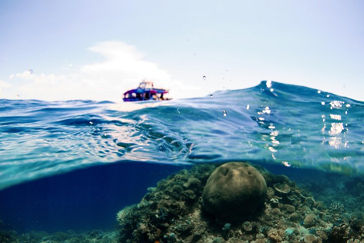 Snorkel het levendige Great Barrier Reef op een snelle boottocht vanuit Cairns met deskundige gidsen, foto 14 | wizardtrip