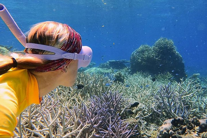 Snorkel het levendige Great Barrier Reef op een snelle boottocht vanuit Cairns met deskundige gidsen, foto 15 | wizardtrip