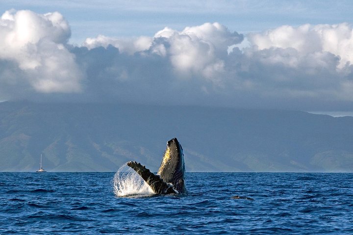 Passeio de observação de baleias em Maui a bordo de um catamarã, observando baleias-jubarte, foto 6 | wizardtrip
