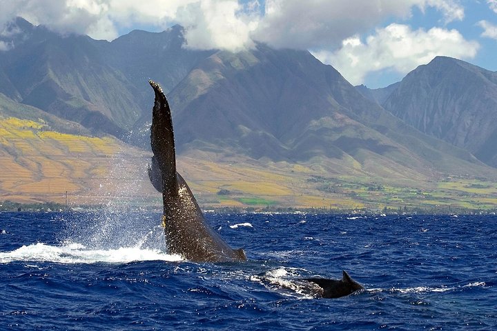 Passeio de observação de baleias em Maui a bordo de um catamarã, observando baleias-jubarte, foto 7 | wizardtrip