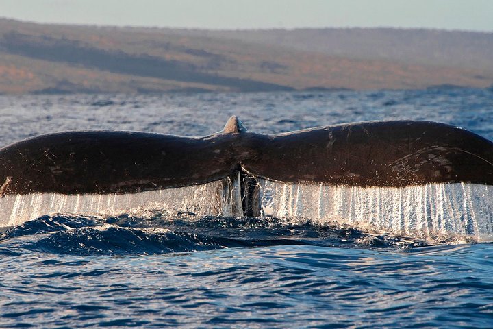 Passeio de observação de baleias em Maui a bordo de um catamarã, observando baleias-jubarte, foto 8 | wizardtrip