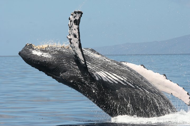 Passeio de observação de baleias em Maui a bordo de um catamarã, observando baleias-jubarte, foto 9 | wizardtrip