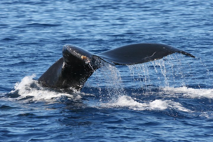 Passeio de observação de baleias em Maui a bordo de um catamarã, observando baleias-jubarte, foto 10 | wizardtrip