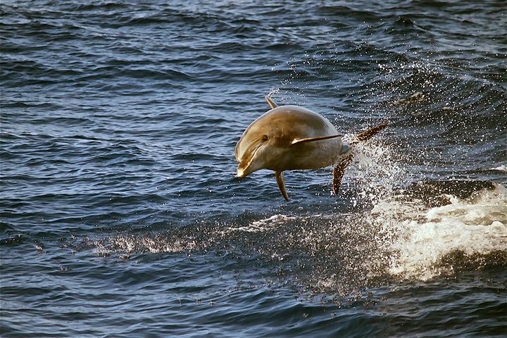 Passeio de observação de baleias em Maui a bordo de um catamarã, observando baleias-jubarte, foto 11 | wizardtrip