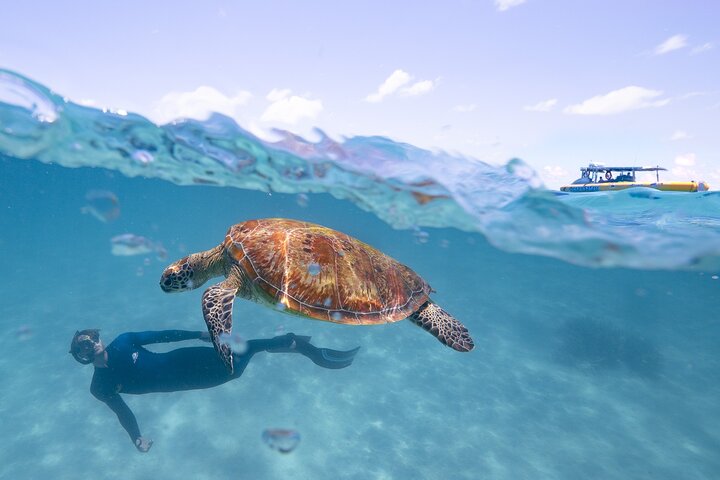 Opplev det livlige marine livet og korallhagene i Great Barrier Reef på en Ocean Safari-tur fra Cape Tribulation, Australia, foto 6 | wizardtrip