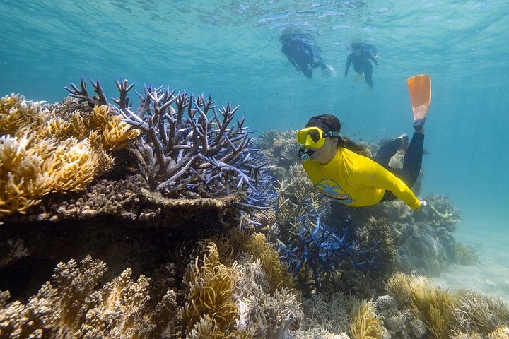 Opplev det livlige marine livet og korallhagene i Great Barrier Reef på en Ocean Safari-tur fra Cape Tribulation, Australia, foto 11 | wizardtrip