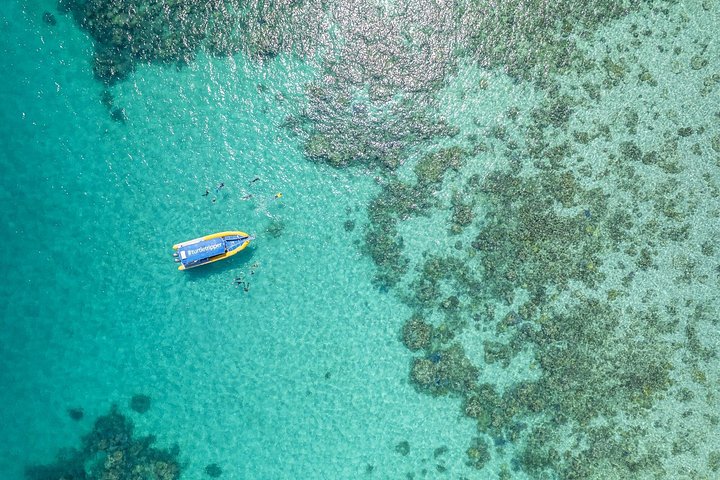 Opplev det livlige marine livet og korallhagene i Great Barrier Reef på en Ocean Safari-tur fra Cape Tribulation, Australia, foto 14 | wizardtrip