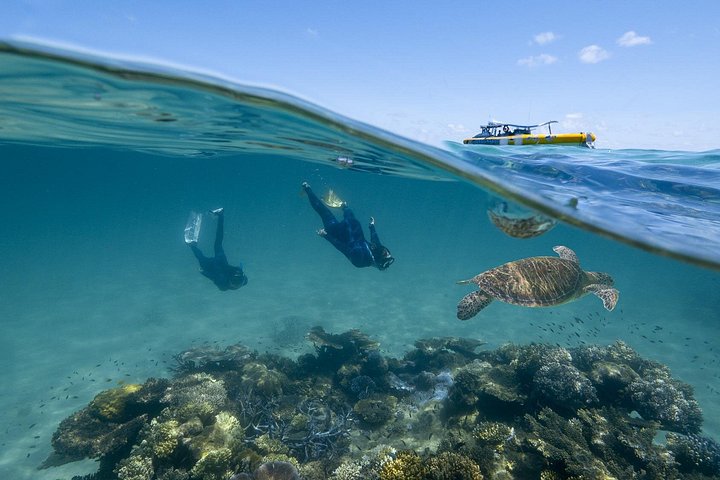 Opplev det livlige marine livet og korallhagene i Great Barrier Reef på en Ocean Safari-tur fra Cape Tribulation, Australia, foto 16 | wizardtrip