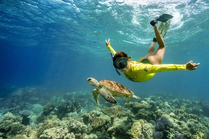 Opplev det livlige marine livet og korallhagene i Great Barrier Reef på en Ocean Safari-tur fra Cape Tribulation, Australia, foto 19 | wizardtrip