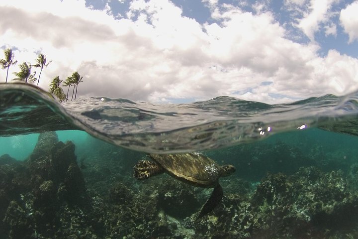 Snorkeling adventure in Maui's Molokini Crater and Turtle Town with vibrant marine life, photo 7 | wizardtrip
