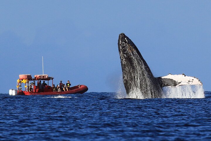 Kihei, Maui: Guaranteed Whale-Watching Tour by Raft | wizardtrip
