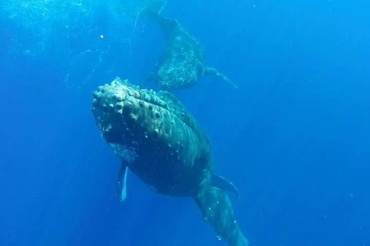 キヘイ、マウイ島のラフトホエールウォッチングツアー。ザトウクジラとの接近遭遇をお楽しみください、写真6 | wizardtrip