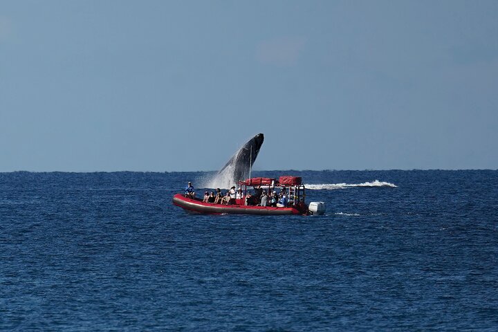キヘイ、マウイ島のラフトホエールウォッチングツアー。ザトウクジラとの接近遭遇をお楽しみください、写真8 | wizardtrip