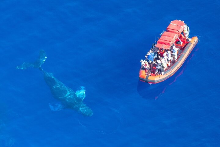 キヘイ、マウイ島のラフトホエールウォッチングツアー。ザトウクジラとの接近遭遇をお楽しみください、写真9 | wizardtrip