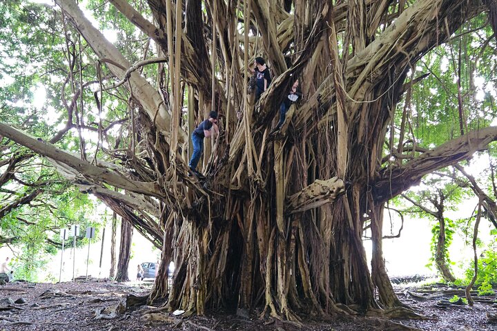 Geführte Tour über Hawaiis Big Island mit Vulkanen, Wasserfällen, Stränden und Hilo-Highlights, Foto 22 | wizardtrip