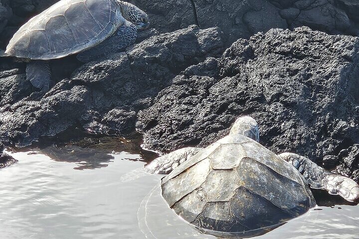 Geführte Tour über Hawaiis Big Island mit Vulkanen, Wasserfällen, Stränden und Hilo-Highlights, Foto 27 | wizardtrip