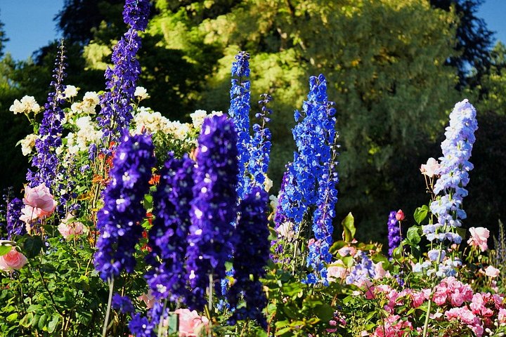 Visite panoramique de Victoria et des jardins Butchart depuis Vancouver, incluant le trajet en ferry et les commentaires guidés, photo 13 | wizardtrip