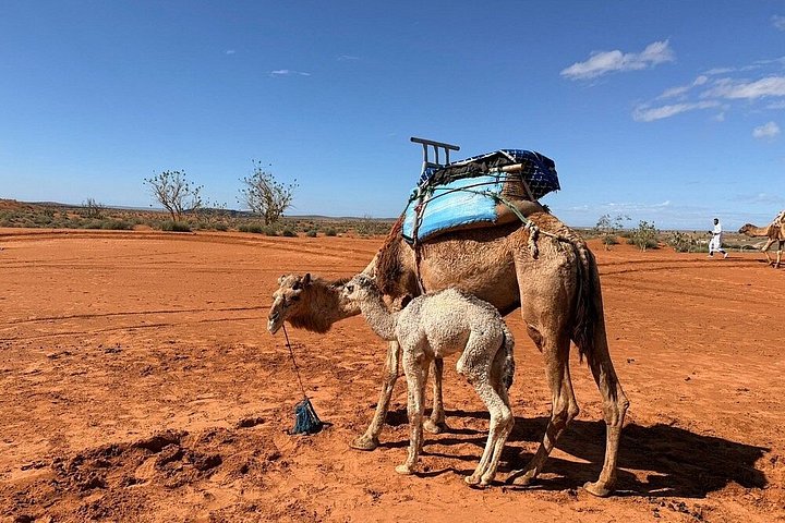 Aventure en Safari 4x4 à Agadir, exploration du désert du Mini Sahara et des villages berbères, photo 39 | wizardtrip