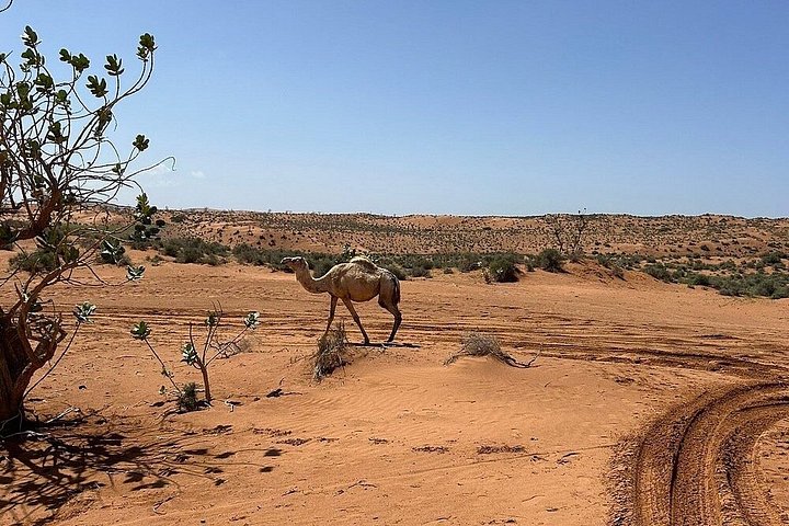 Aventure en Safari 4x4 à Agadir, exploration du désert du Mini Sahara et des villages berbères, photo 41 | wizardtrip