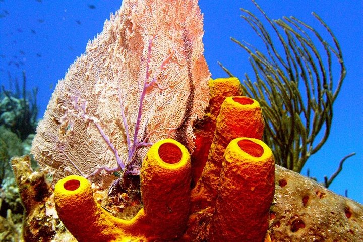 Scopri le meraviglie marine di Grand Cayman: nuota con le razze, trova stelle marine e fai snorkeling tra barriere coralline, foto 7 | wizardtrip