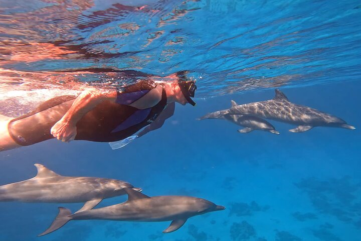Nager avec les dauphins à Dolphin House avec déjeuner - Hurghada | wizardtrip