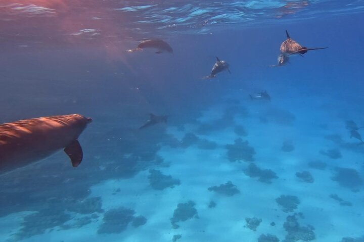 Gita in barca alla Dolphin House, Hurghada, per nuotare con i delfini e fare snorkeling, foto 6 | wizardtrip