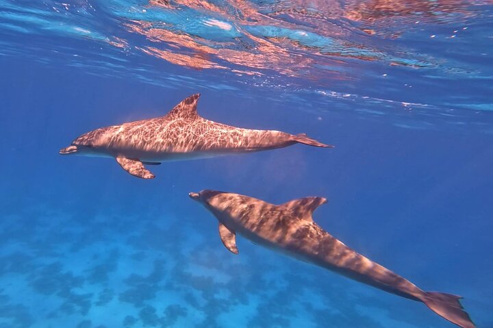 Gita in barca alla Dolphin House, Hurghada, per nuotare con i delfini e fare snorkeling, foto 7 | wizardtrip