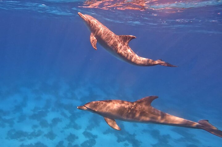 Gita in barca alla Dolphin House, Hurghada, per nuotare con i delfini e fare snorkeling, foto 8 | wizardtrip