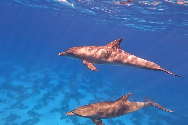 Gita in barca alla Dolphin House, Hurghada, per nuotare con i delfini e fare snorkeling, foto 9 | wizardtrip
