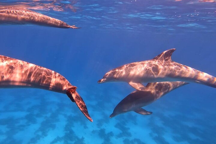 Gita in barca alla Dolphin House, Hurghada, per nuotare con i delfini e fare snorkeling, foto 10 | wizardtrip