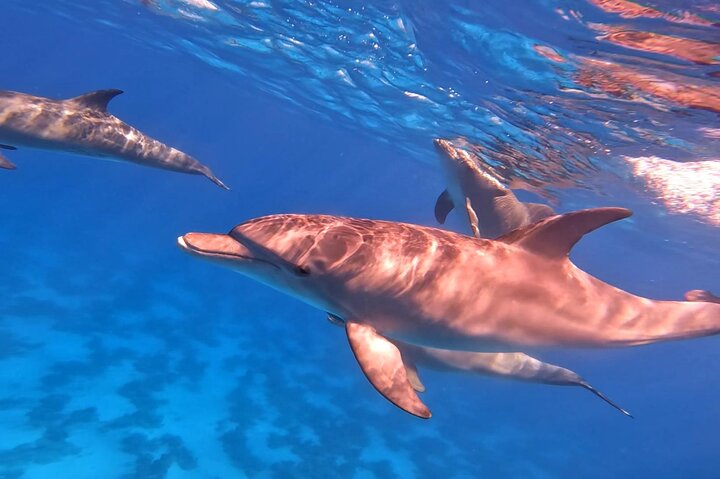 Gita in barca alla Dolphin House, Hurghada, per nuotare con i delfini e fare snorkeling, foto 11 | wizardtrip
