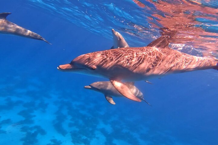 Gita in barca alla Dolphin House, Hurghada, per nuotare con i delfini e fare snorkeling, foto 12 | wizardtrip