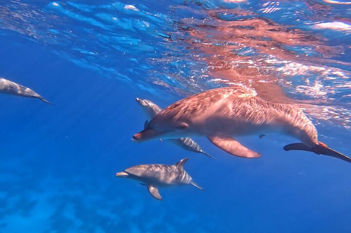 Gita in barca alla Dolphin House, Hurghada, per nuotare con i delfini e fare snorkeling, foto 13 | wizardtrip
