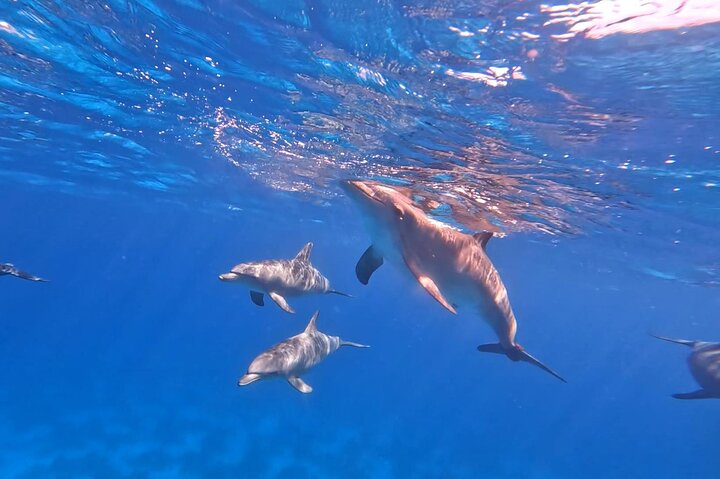Gita in barca alla Dolphin House, Hurghada, per nuotare con i delfini e fare snorkeling, foto 14 | wizardtrip