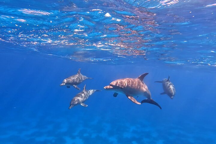 Gita in barca alla Dolphin House, Hurghada, per nuotare con i delfini e fare snorkeling, foto 15 | wizardtrip