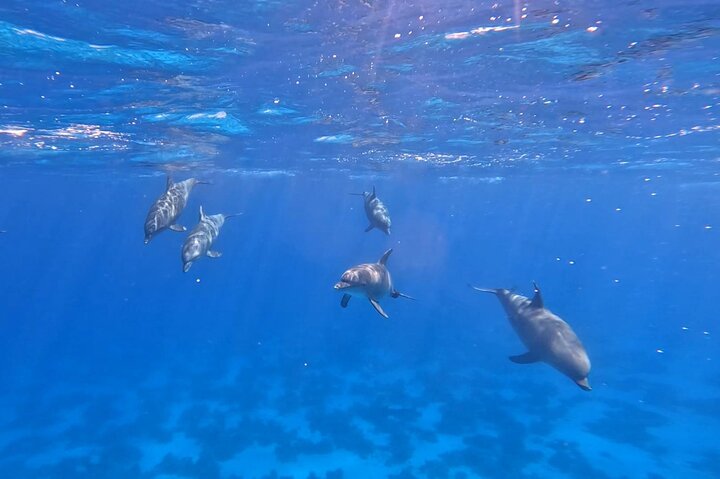 Gita in barca alla Dolphin House, Hurghada, per nuotare con i delfini e fare snorkeling, foto 16 | wizardtrip