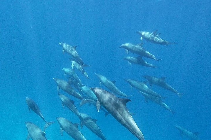 Gita in barca alla Dolphin House, Hurghada, per nuotare con i delfini e fare snorkeling, foto 17 | wizardtrip