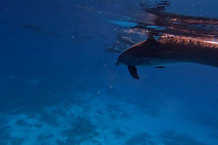 Gita in barca alla Dolphin House, Hurghada, per nuotare con i delfini e fare snorkeling, foto 18 | wizardtrip