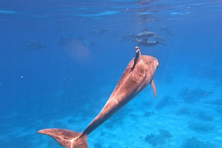 Gita in barca alla Dolphin House, Hurghada, per nuotare con i delfini e fare snorkeling, foto 19 | wizardtrip