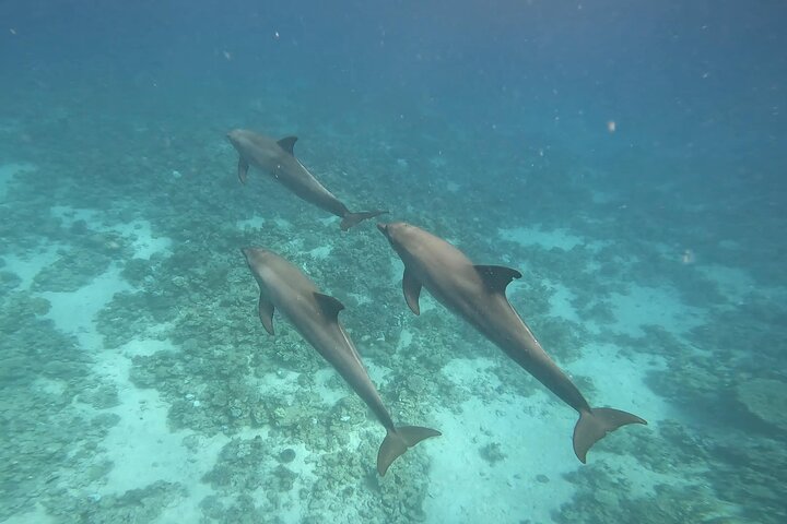 Gita in barca alla Dolphin House, Hurghada, per nuotare con i delfini e fare snorkeling, foto 20 | wizardtrip