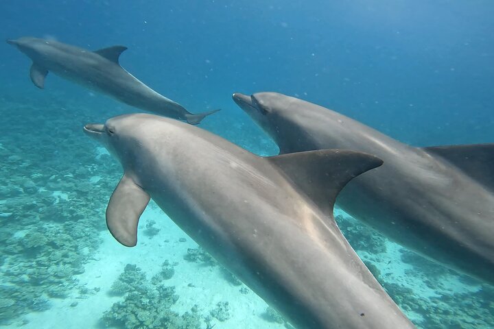 Gita in barca alla Dolphin House, Hurghada, per nuotare con i delfini e fare snorkeling, foto 21 | wizardtrip