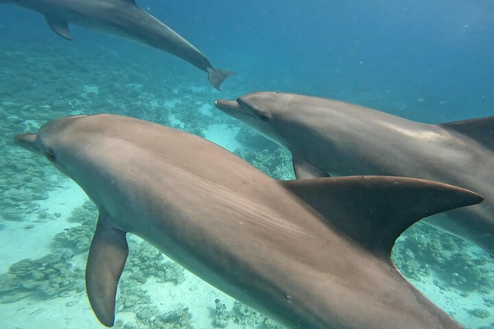Gita in barca alla Dolphin House, Hurghada, per nuotare con i delfini e fare snorkeling, foto 22 | wizardtrip