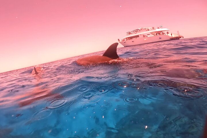 Gita in barca alla Dolphin House, Hurghada, per nuotare con i delfini e fare snorkeling, foto 23 | wizardtrip