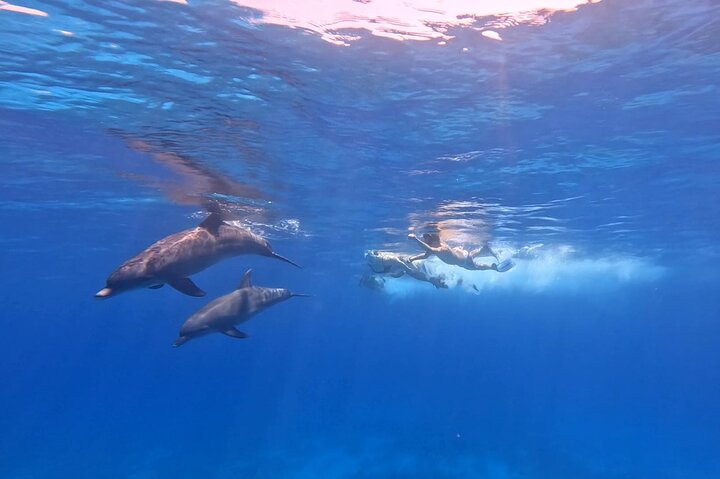 Gita in barca alla Dolphin House, Hurghada, per nuotare con i delfini e fare snorkeling, foto 24 | wizardtrip