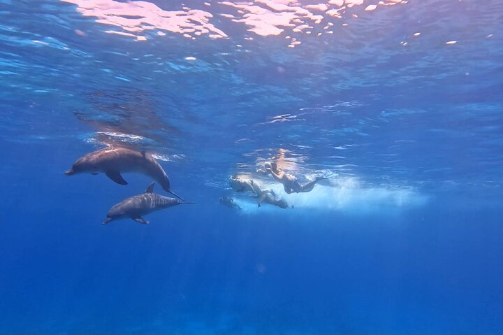 Gita in barca alla Dolphin House, Hurghada, per nuotare con i delfini e fare snorkeling, foto 25 | wizardtrip