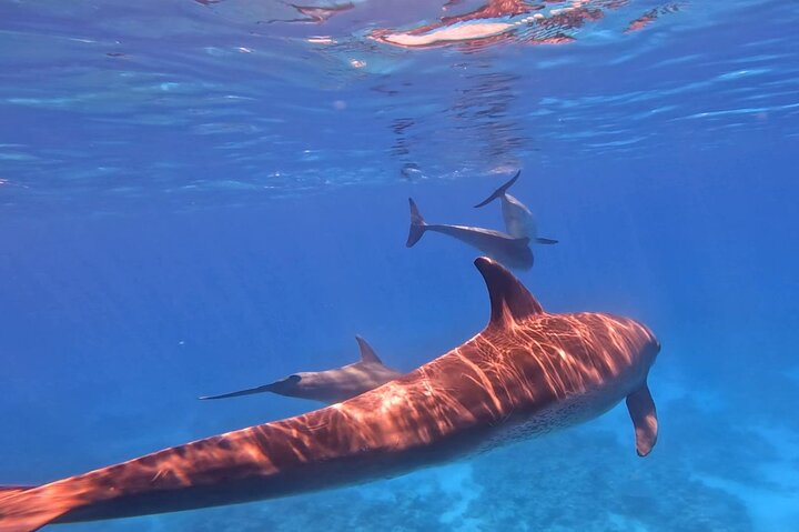 Gita in barca alla Dolphin House, Hurghada, per nuotare con i delfini e fare snorkeling, foto 26 | wizardtrip